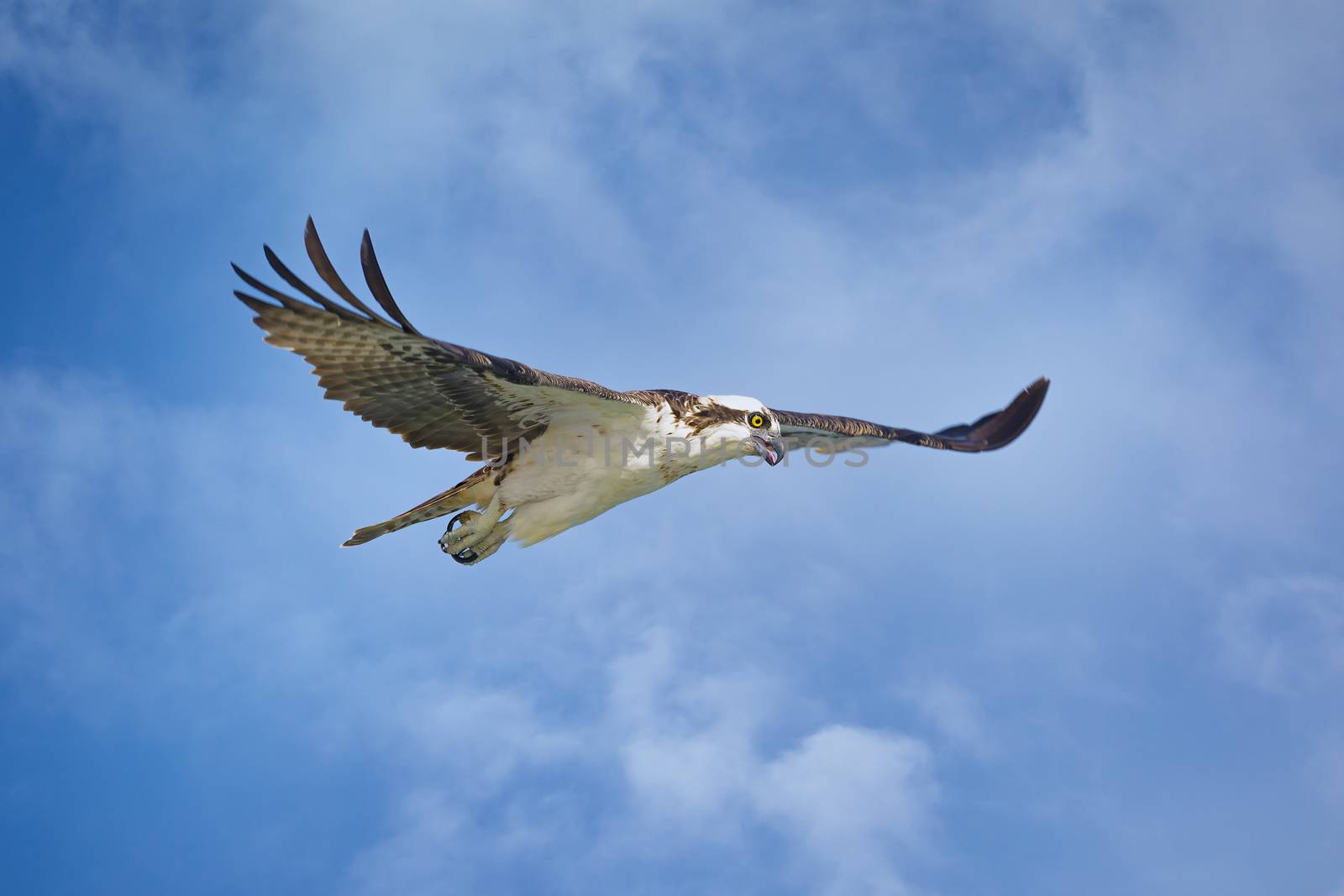 Osprey on the Hunt in Florida, USA by backyard_photography