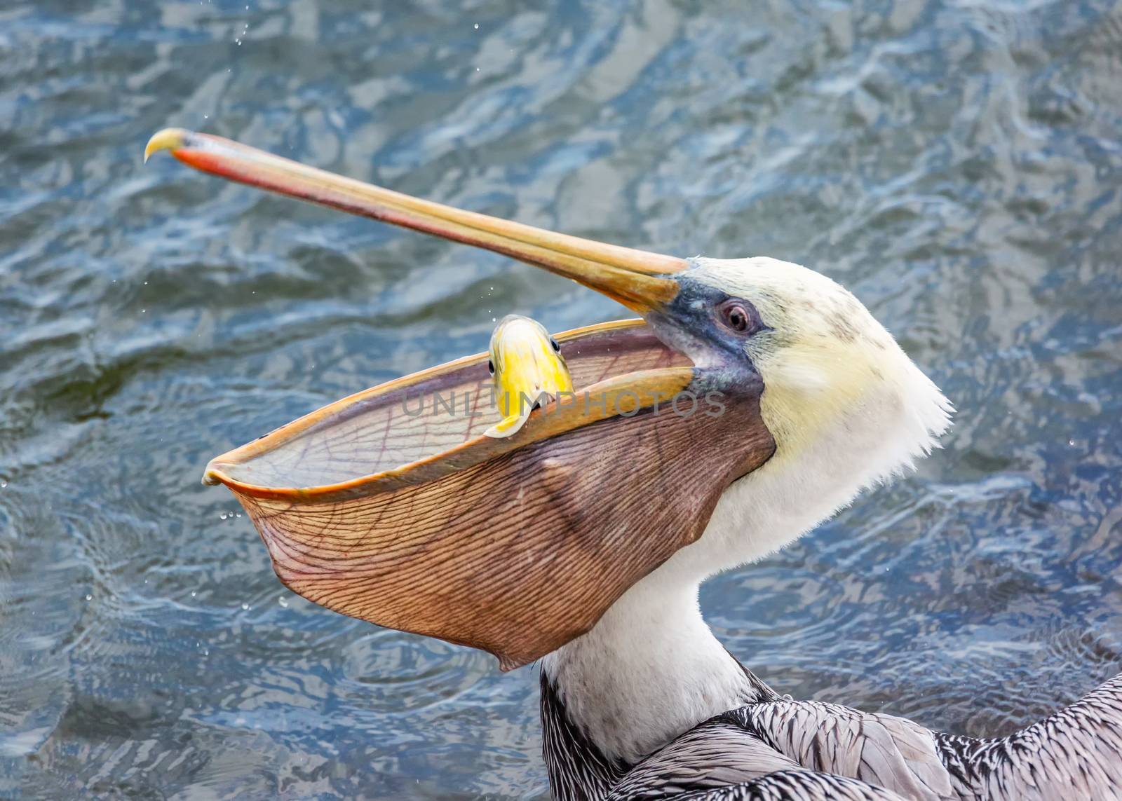 A Pelican Eating a Fish for Lunch. Color Image, Day