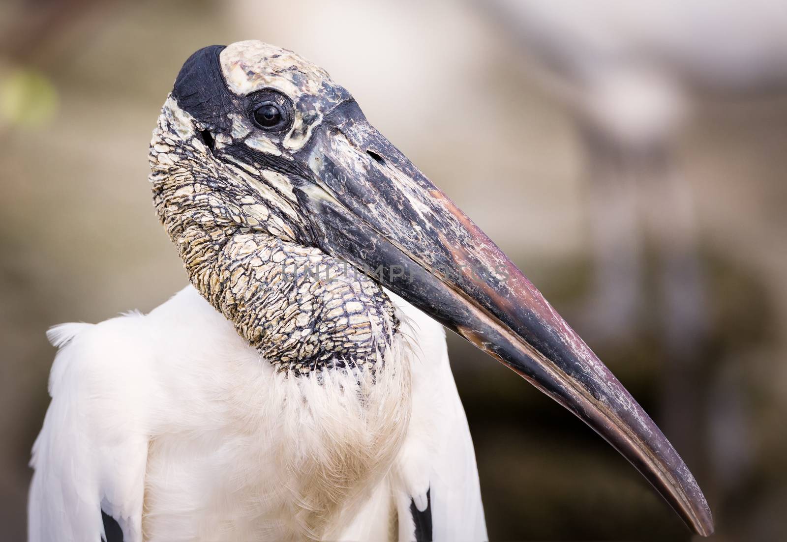 A portrait of a wild stork in Florida, USA. Color Image, Day