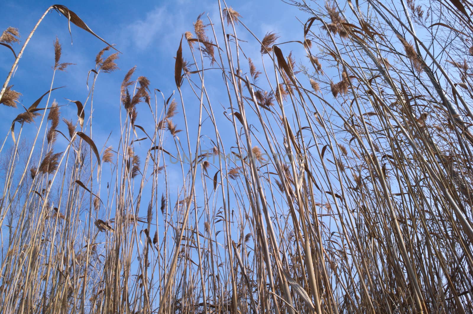 Dry reed from lower angle by sheriffkule