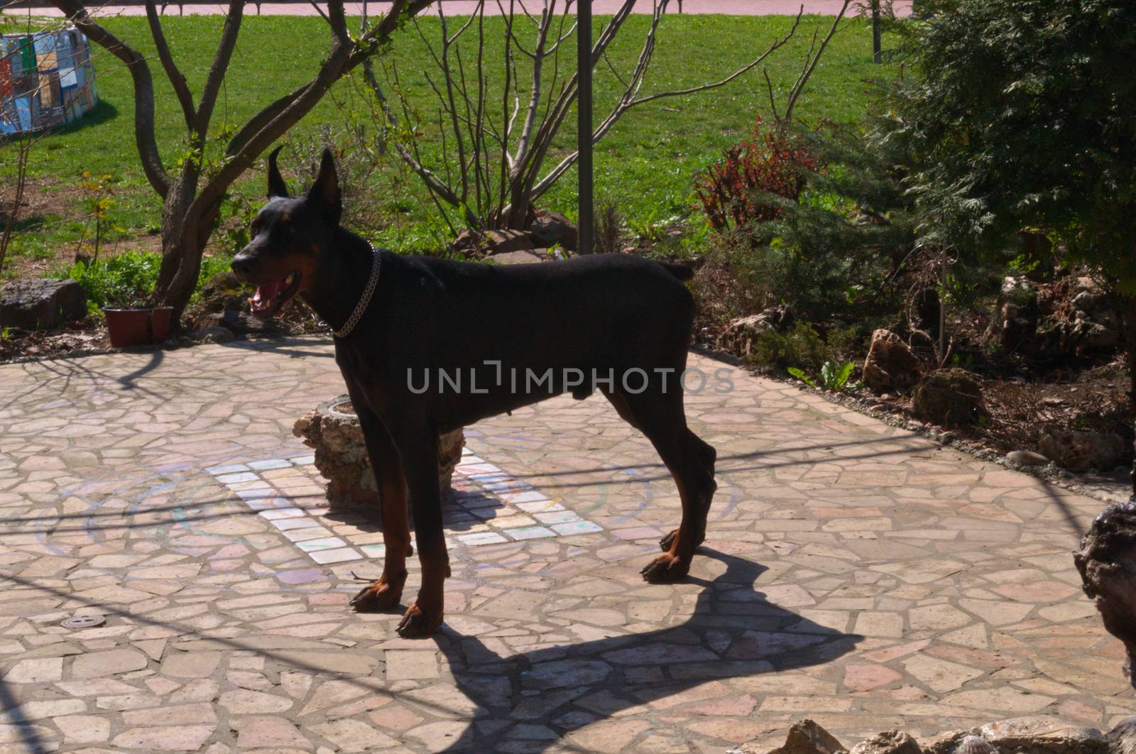 Doberman posing proudly