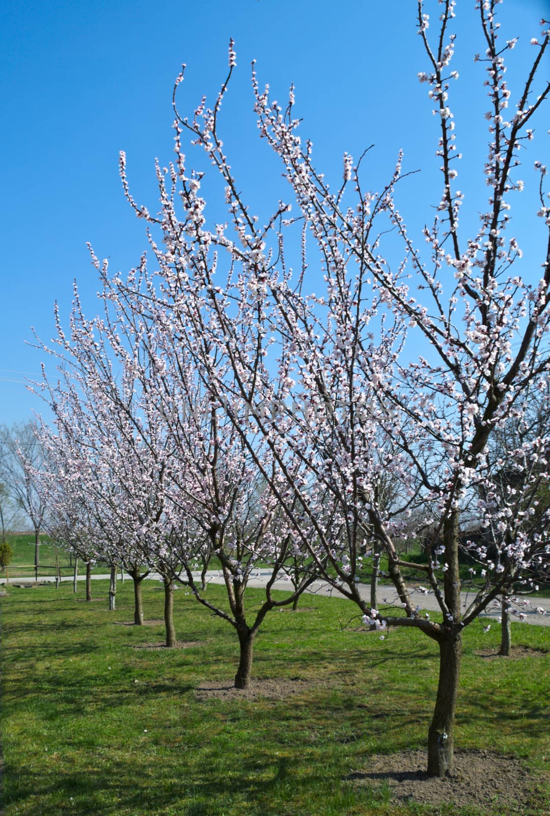 Flowering apricot trees at sprig time