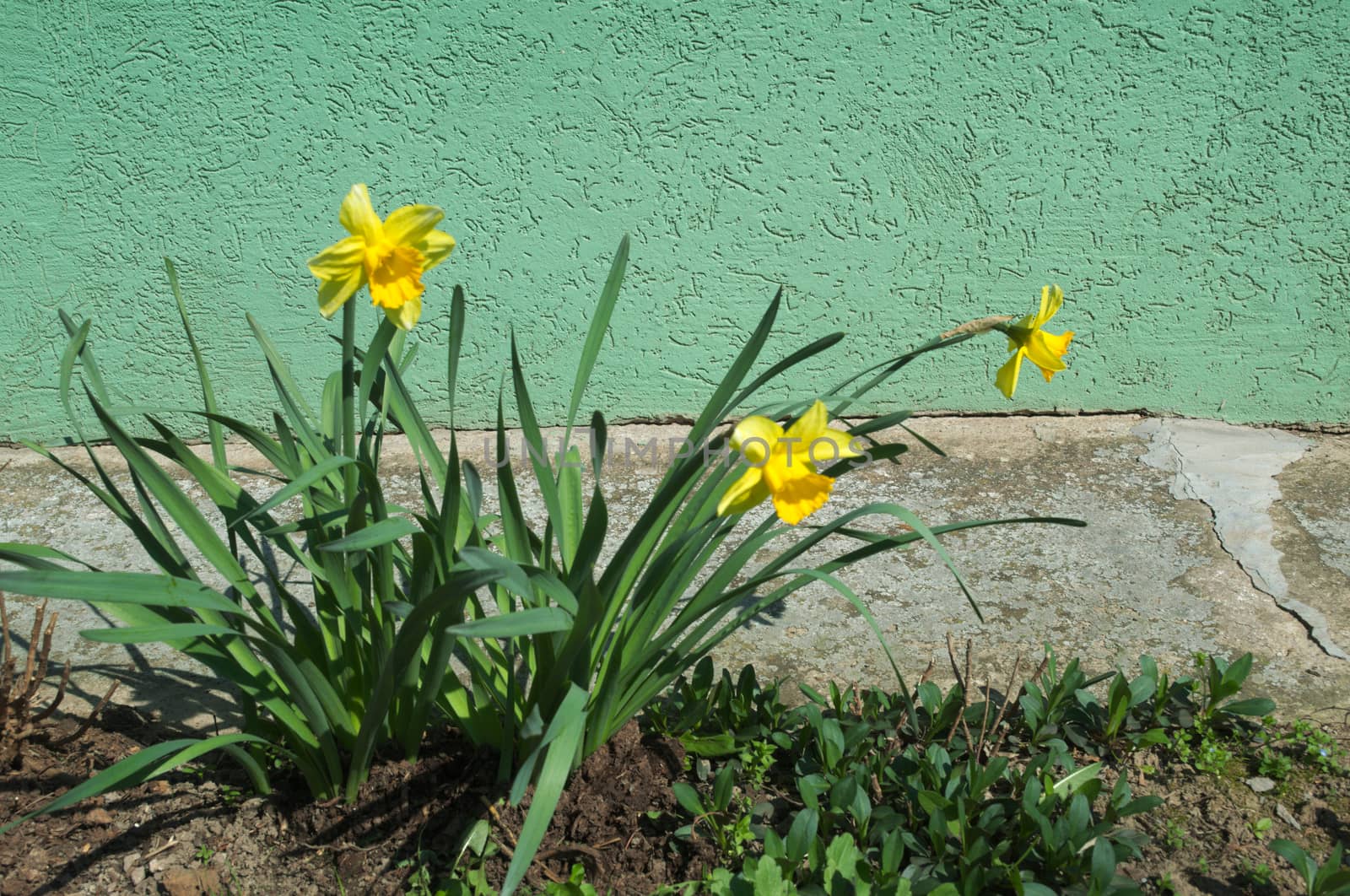 Blooming yellow flower at spring