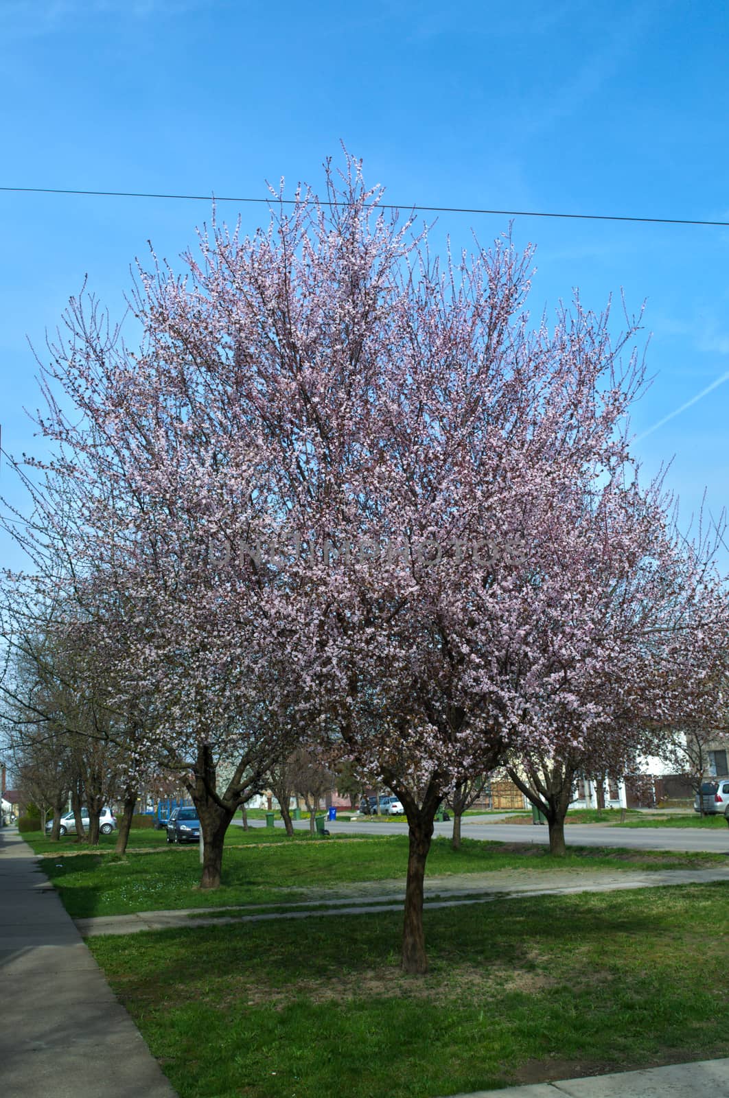 Flowering apricot trees at sprig time