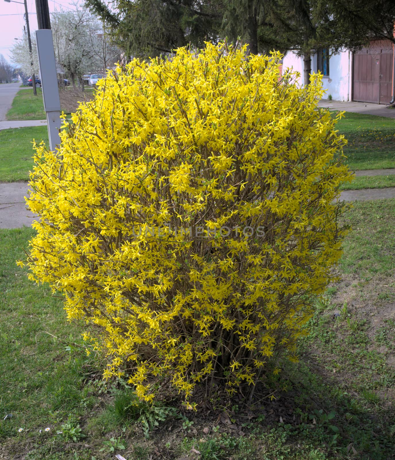 Bush blooming with yellow flowers at spring time by sheriffkule