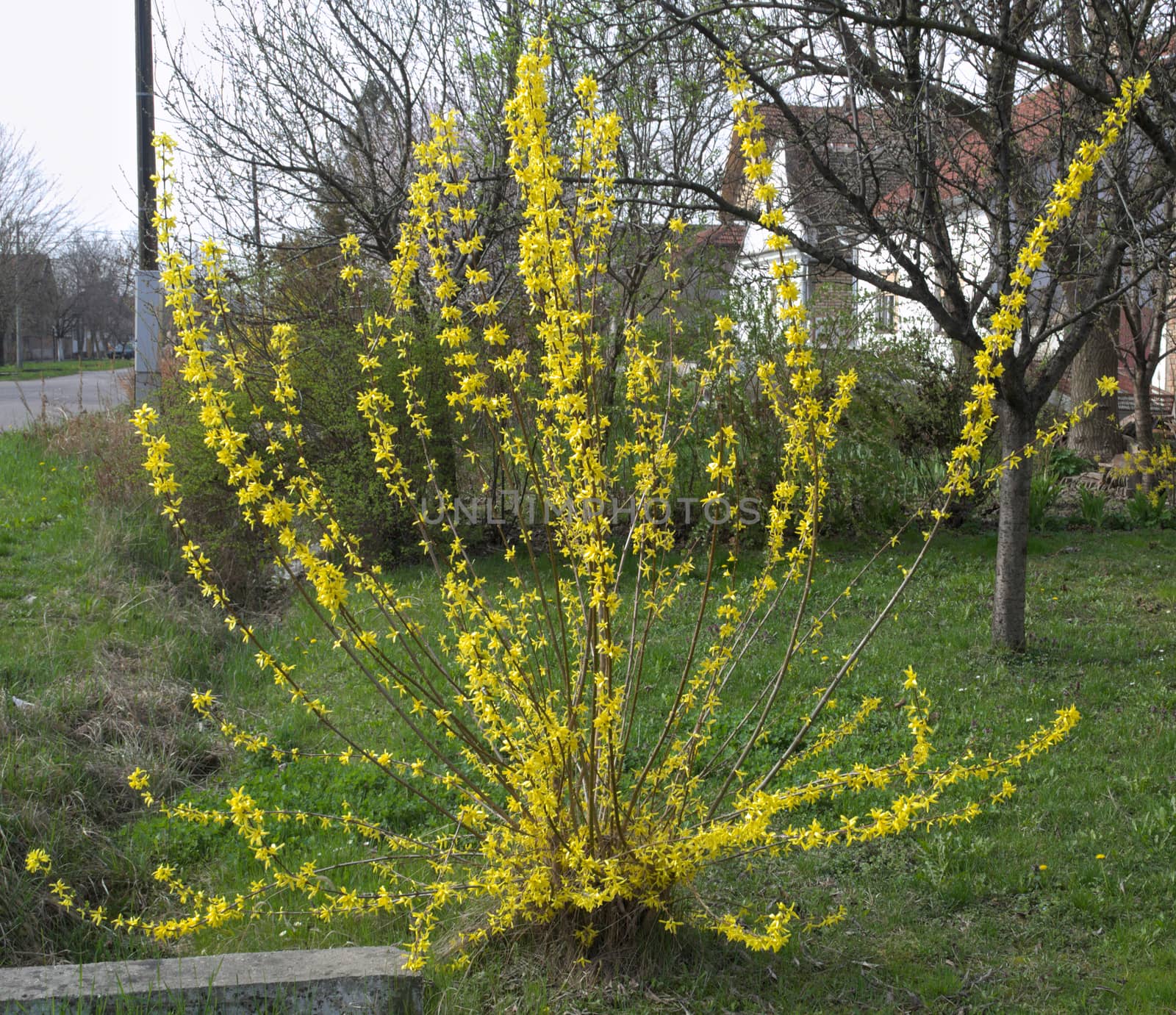 Bush blooming with yellow flowers at spring time