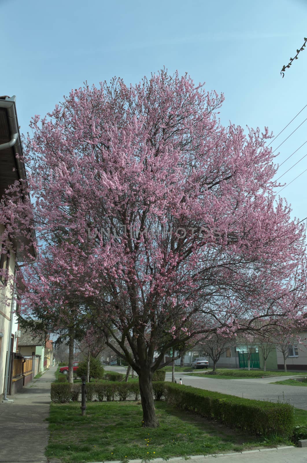 Tree blossoming with pink flowers, at spring time