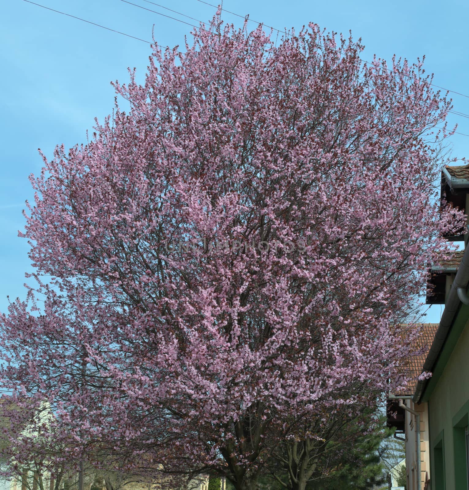 Tree blossoming with pink flowers, at spring time by sheriffkule