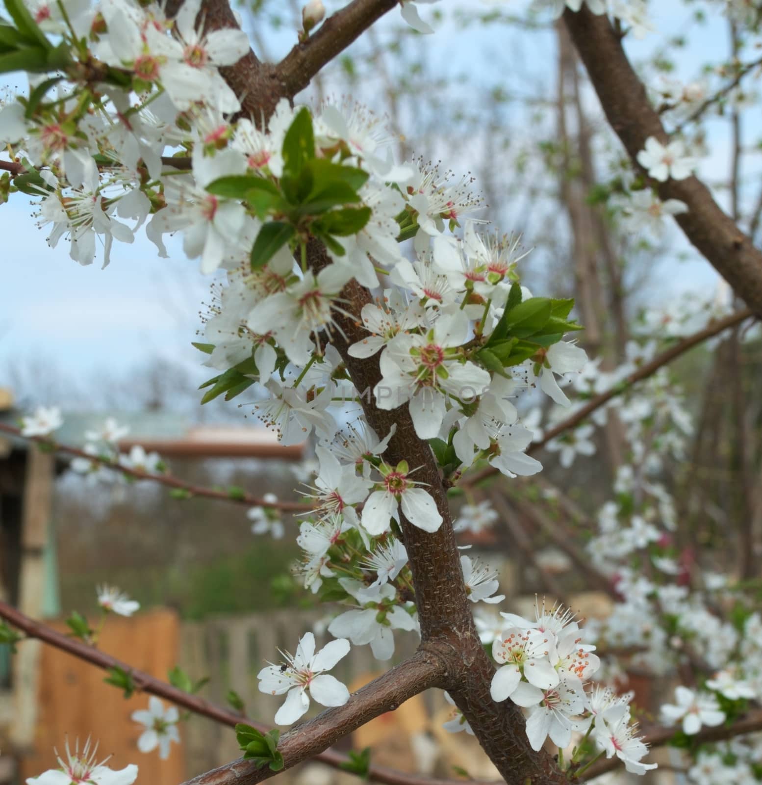 Cherry flowers, closeup by sheriffkule