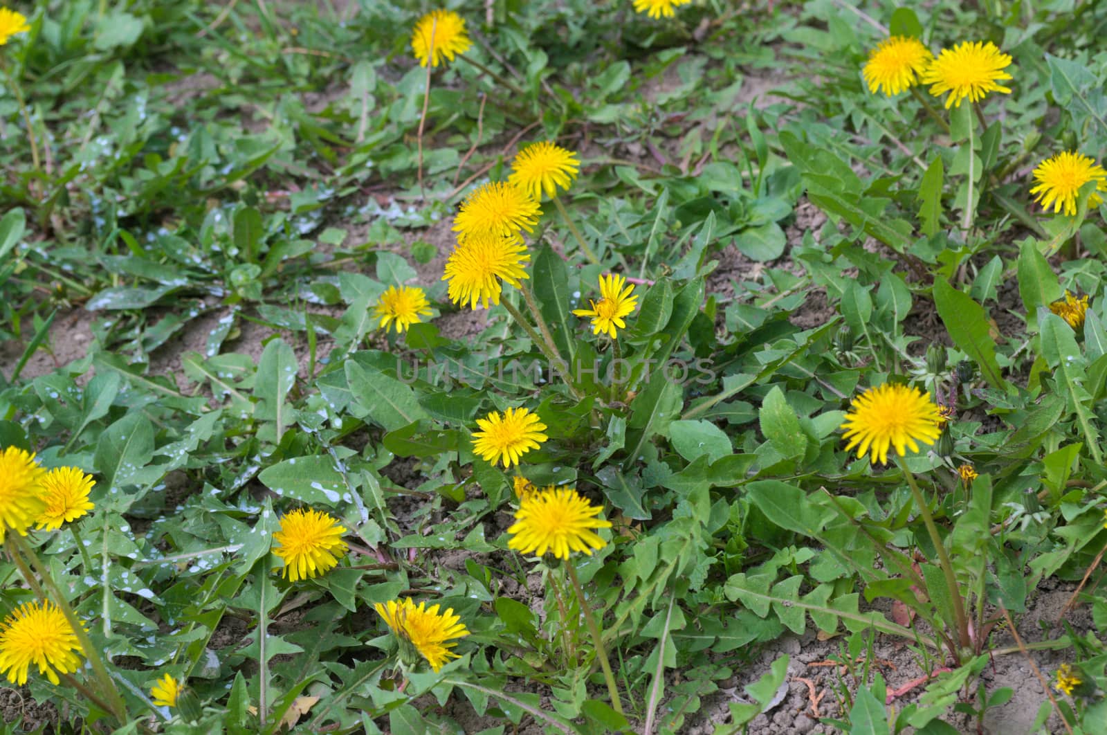 Dandelions blooming with yellow flowers at spring by sheriffkule