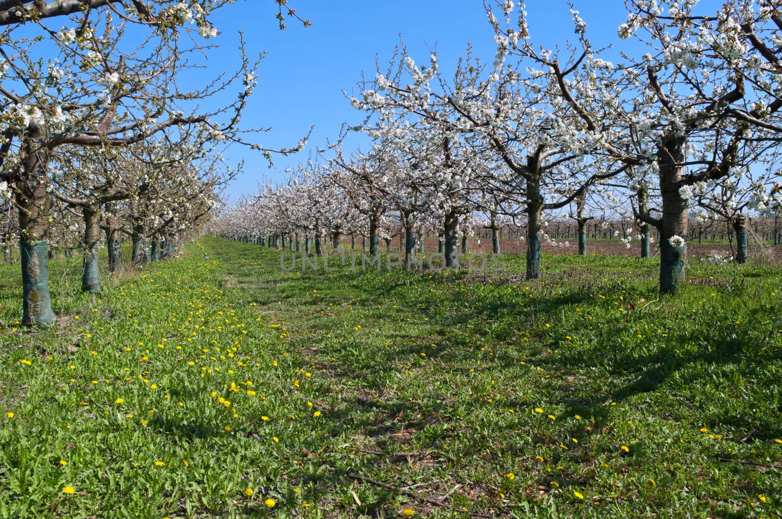 Peach trees blooming in orchard