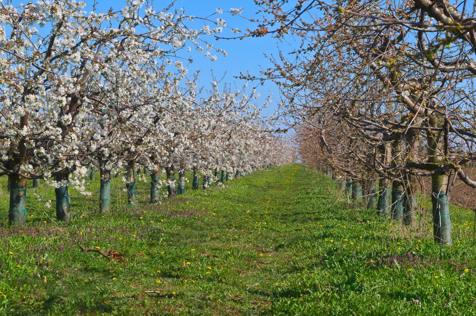 Peach trees blooming in orchard