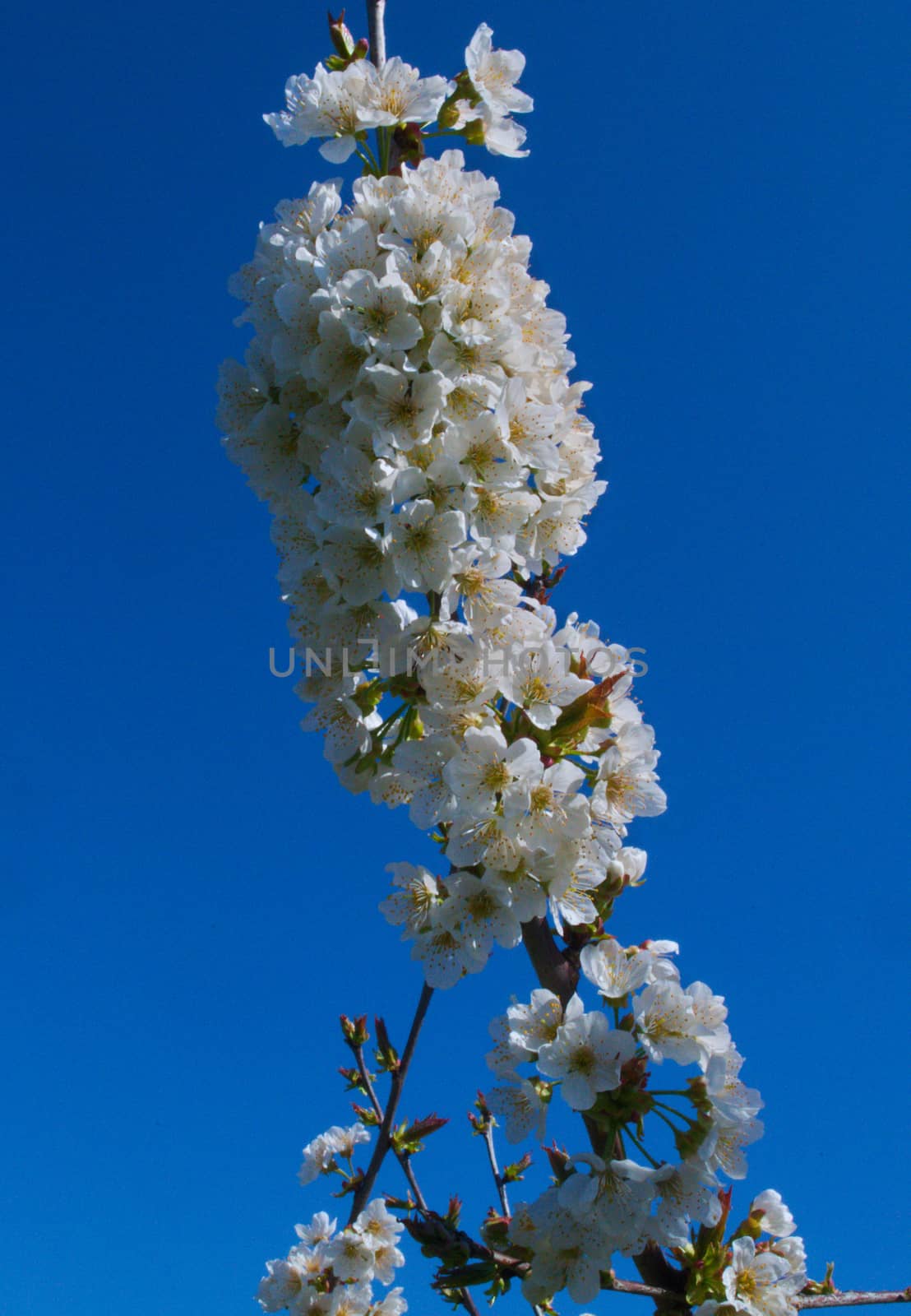 Peach trees flowers blooming in orchard