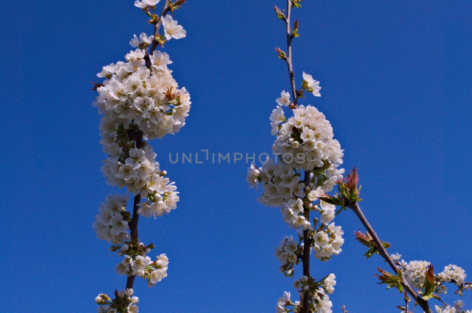 Peach trees flowers blooming in orchard