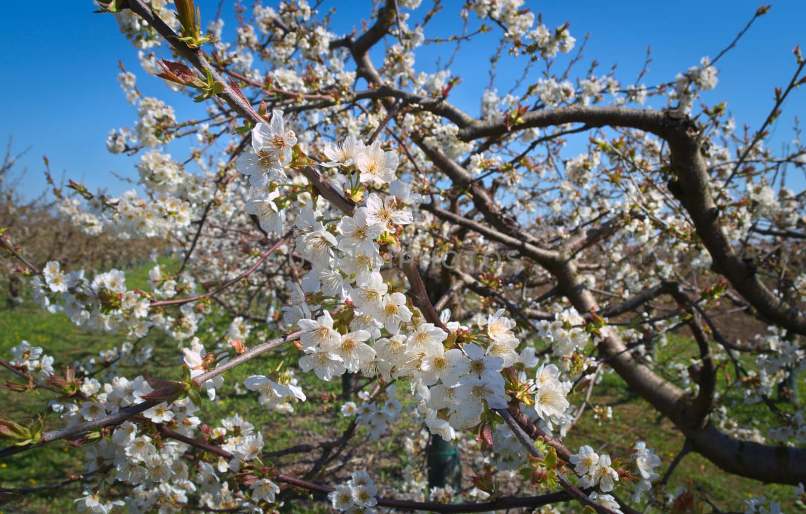 Peach trees flowers blooming in orchard by sheriffkule