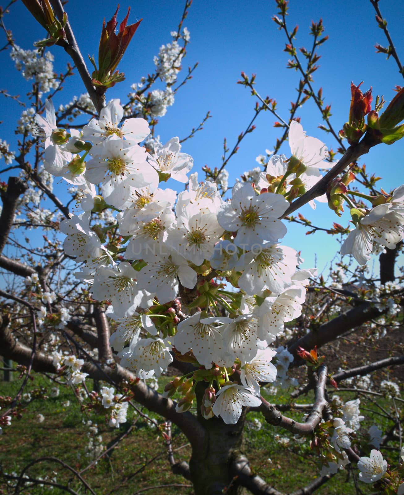 Peach trees blooming in orchard by sheriffkule