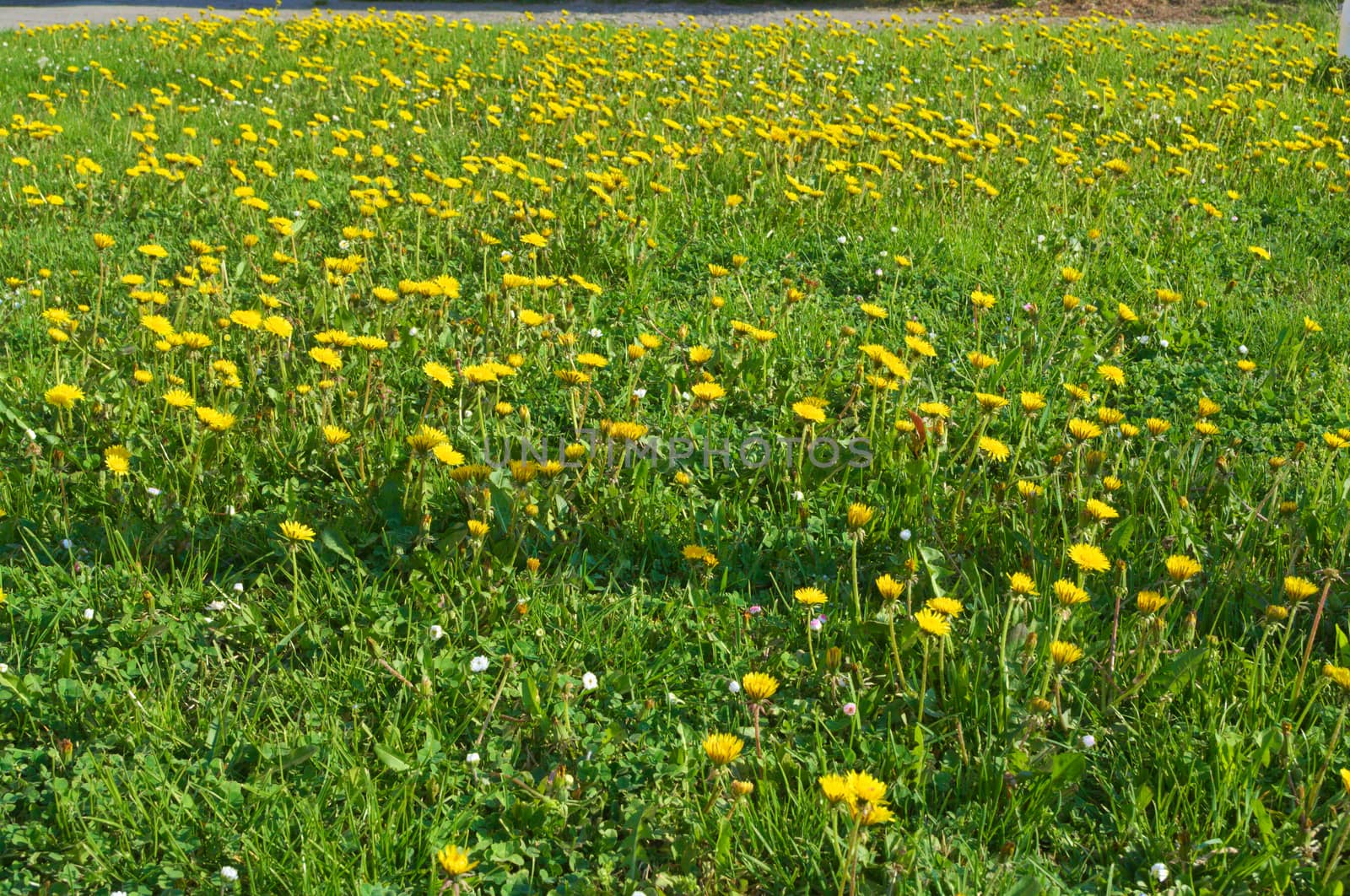 Dandelions blossoming with yellow flowers, at meadow, during spring by sheriffkule