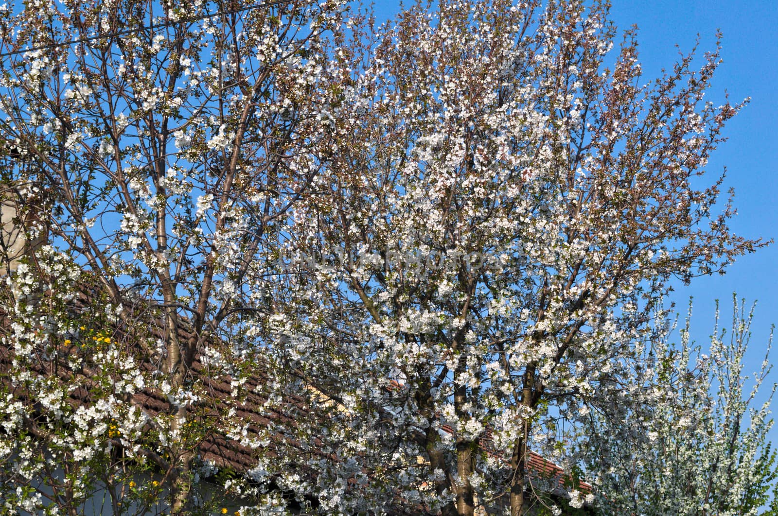 Cherry tree blooming with flowers by sheriffkule