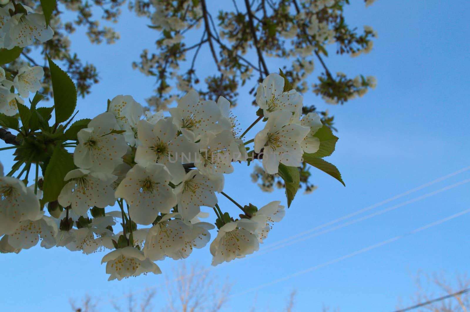 Cherry tree blossoming at spring by sheriffkule