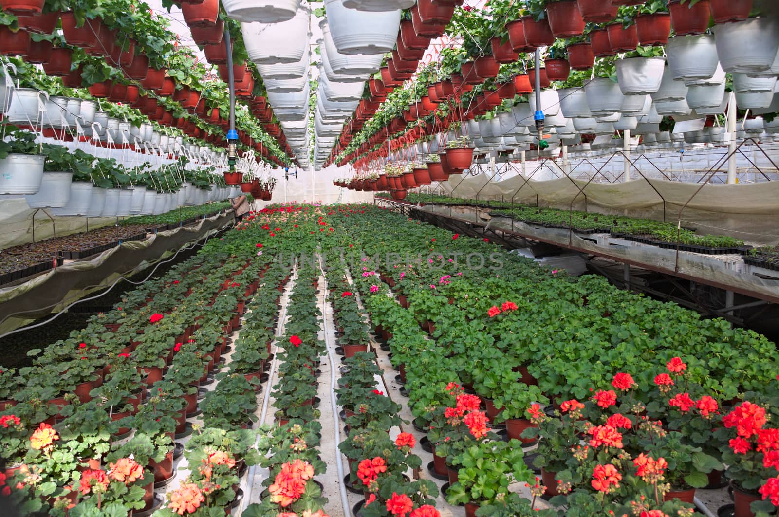 Plant nursery in greenhouse by sheriffkule