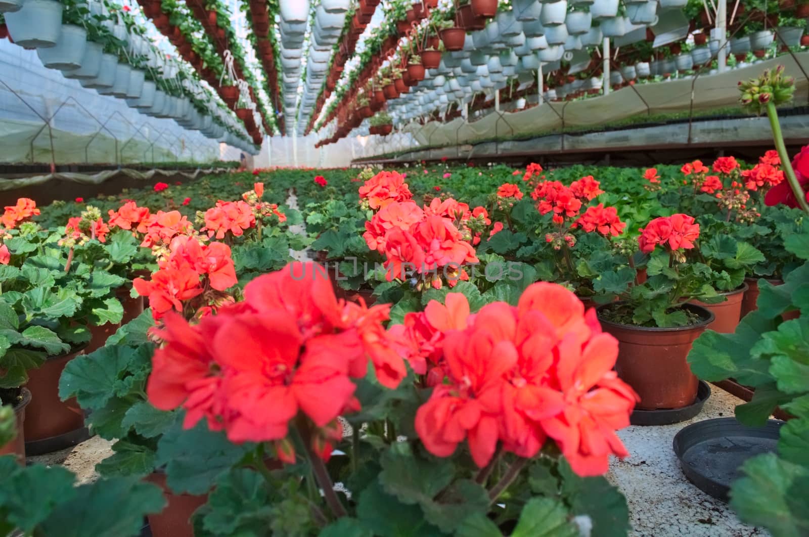 Plant nursery in greenhouse by sheriffkule