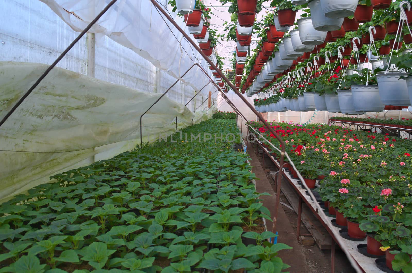 Plant nursery in greenhouse by sheriffkule