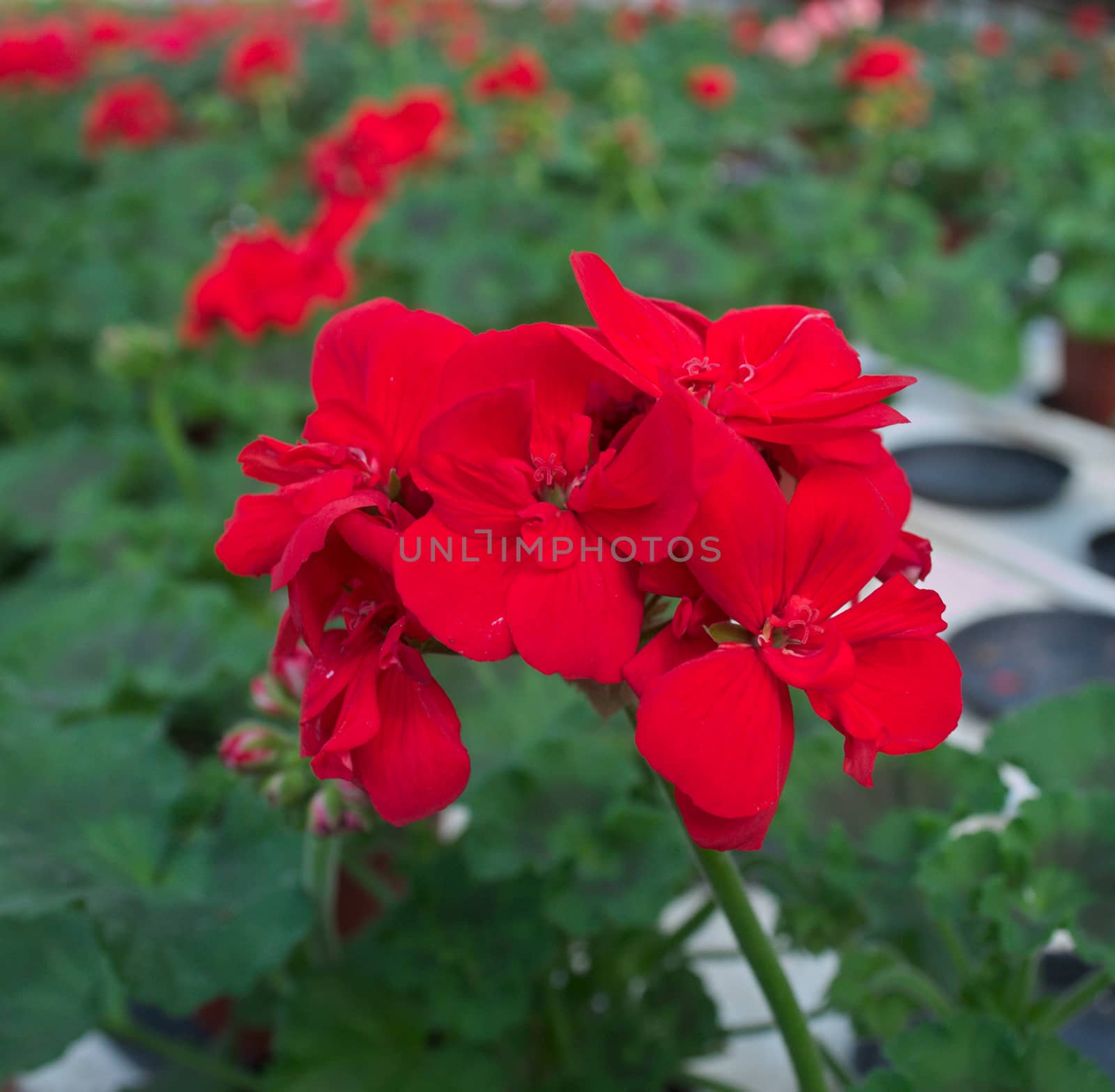 Red flower blooming in greenhouse