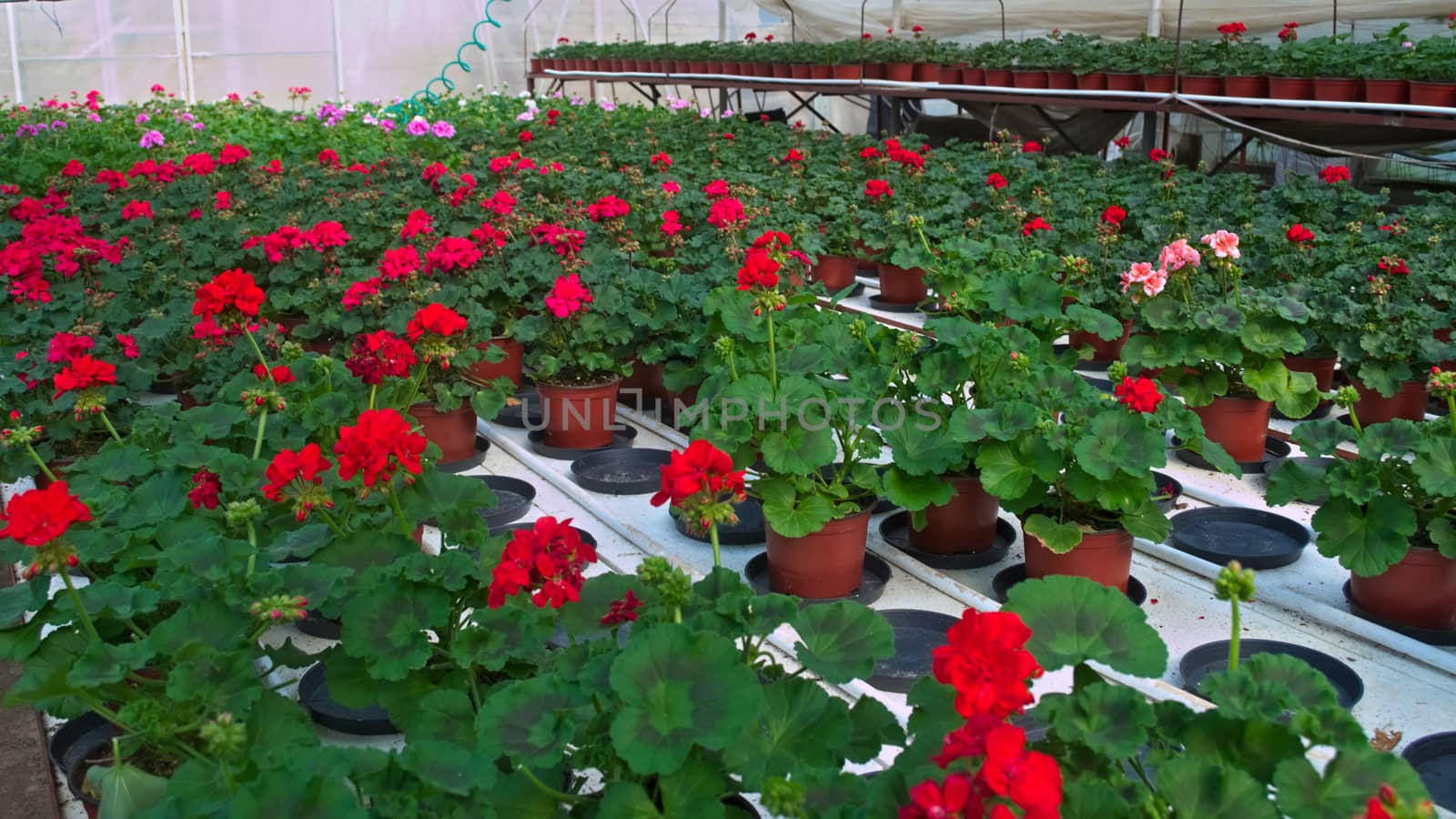 Plant nursery in greenhouse by sheriffkule