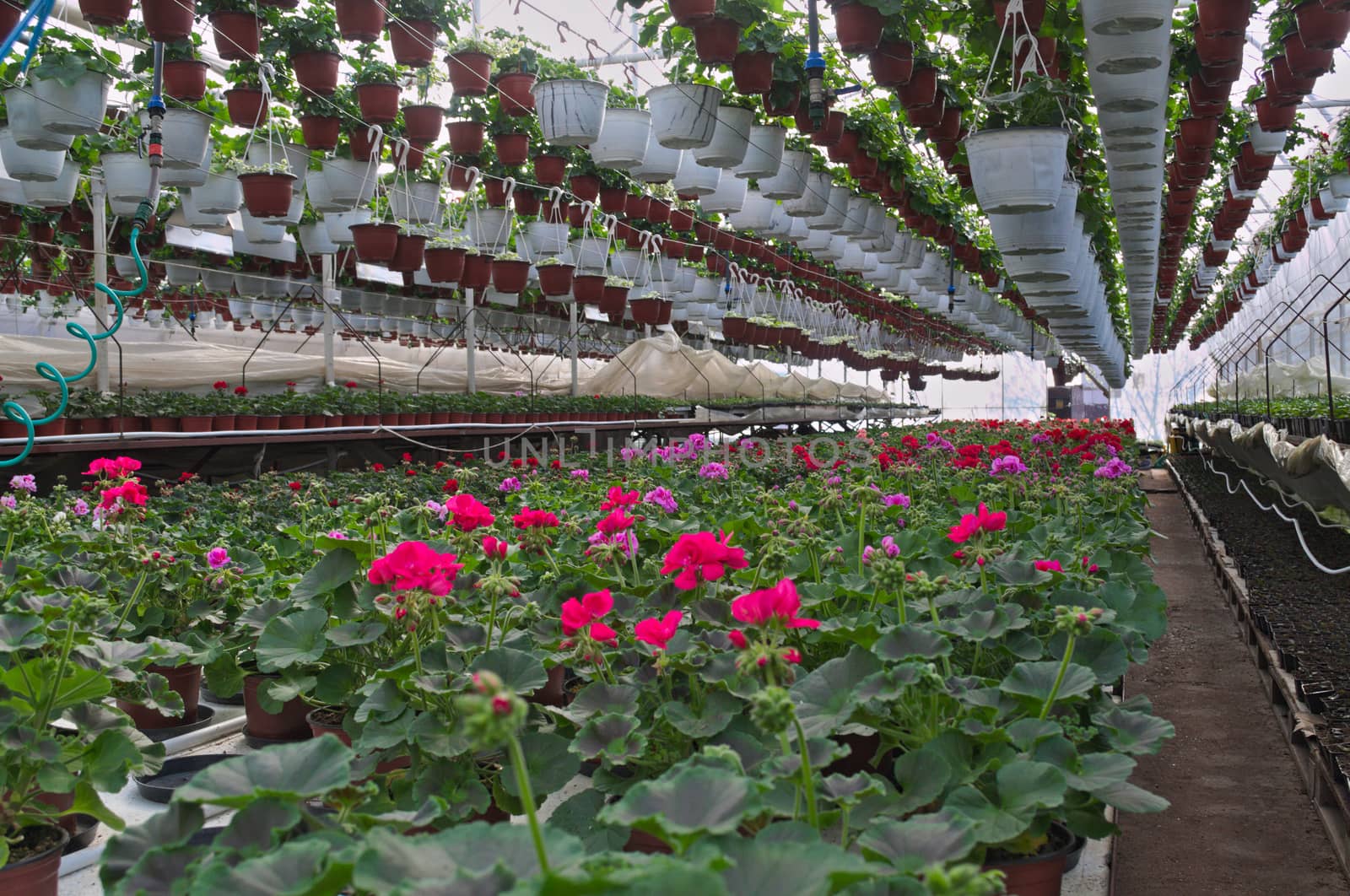 Plant nursery in greenhouse