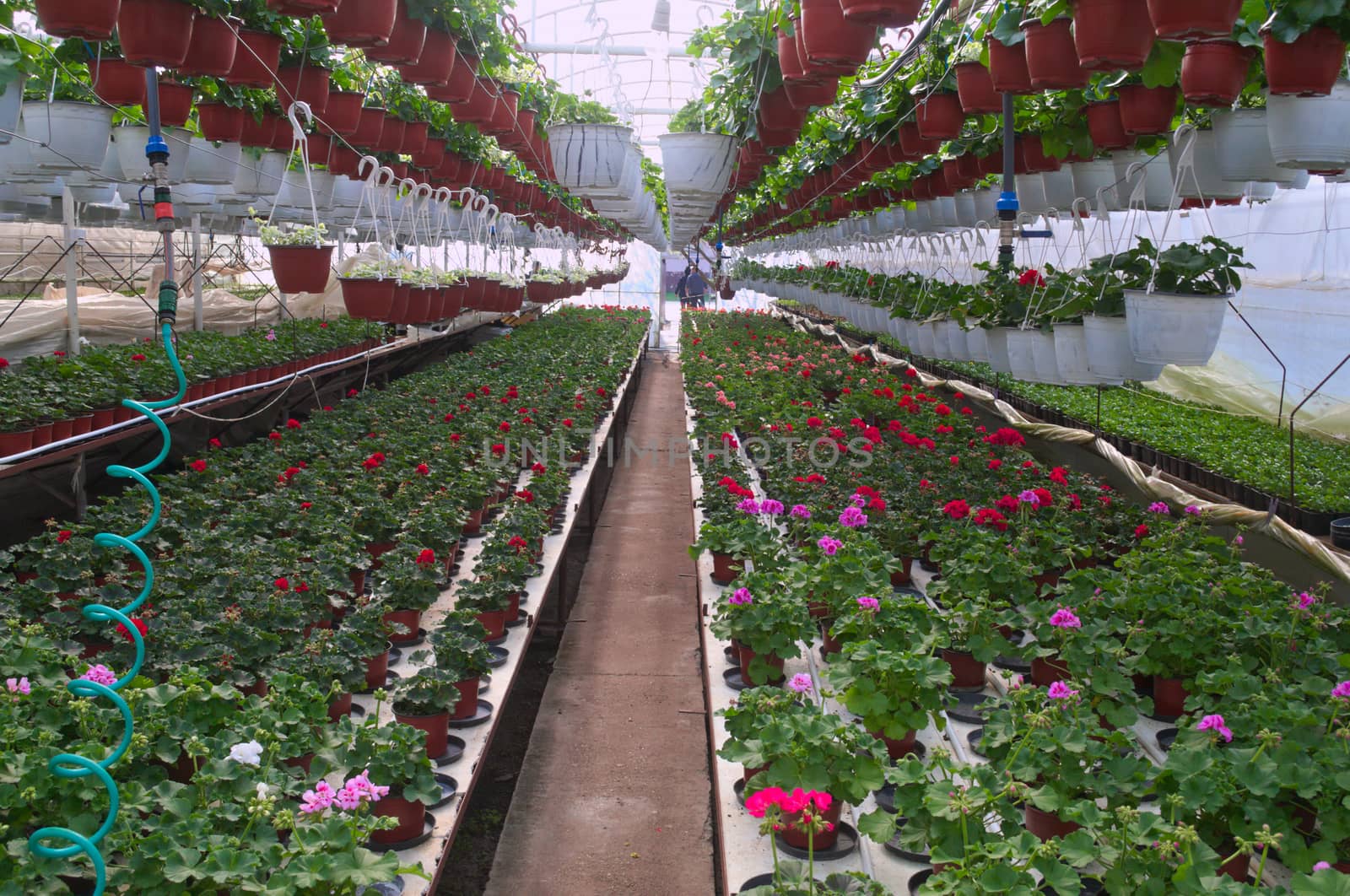 Plant nursery in greenhouse by sheriffkule