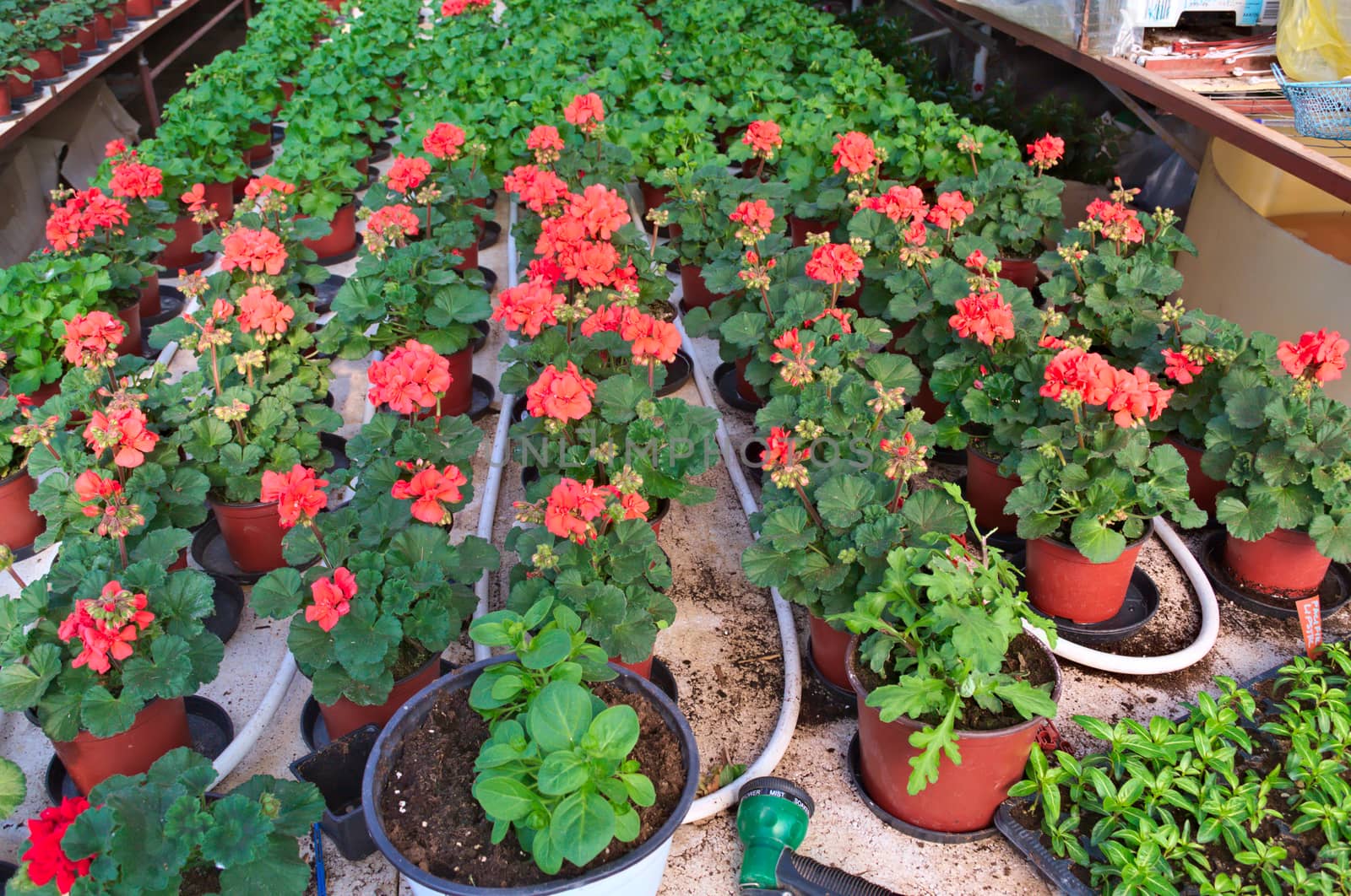 Plant nursery in greenhouse by sheriffkule