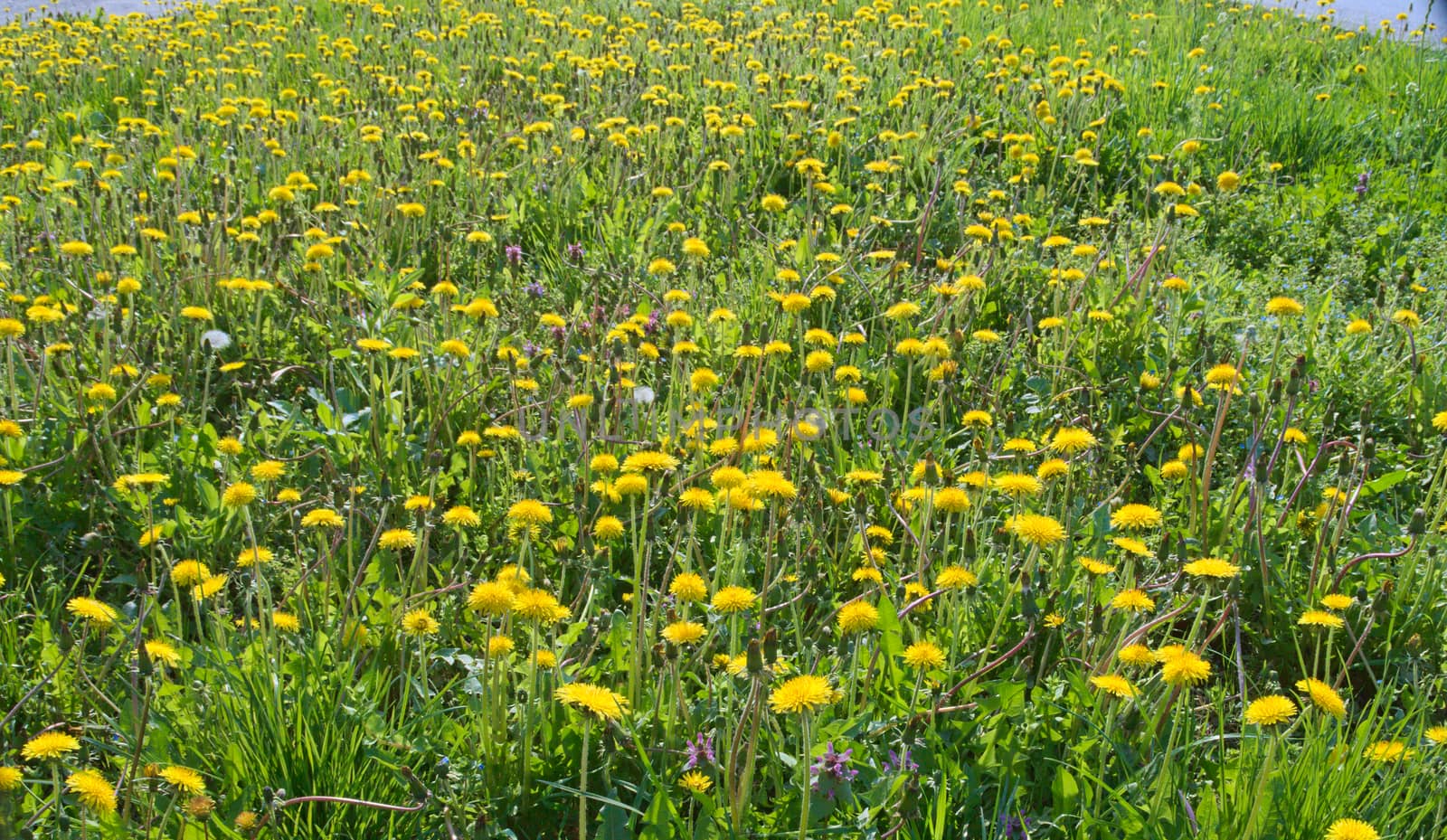 Dandelions blossoming with yellow flowers, at meadow, during spring by sheriffkule