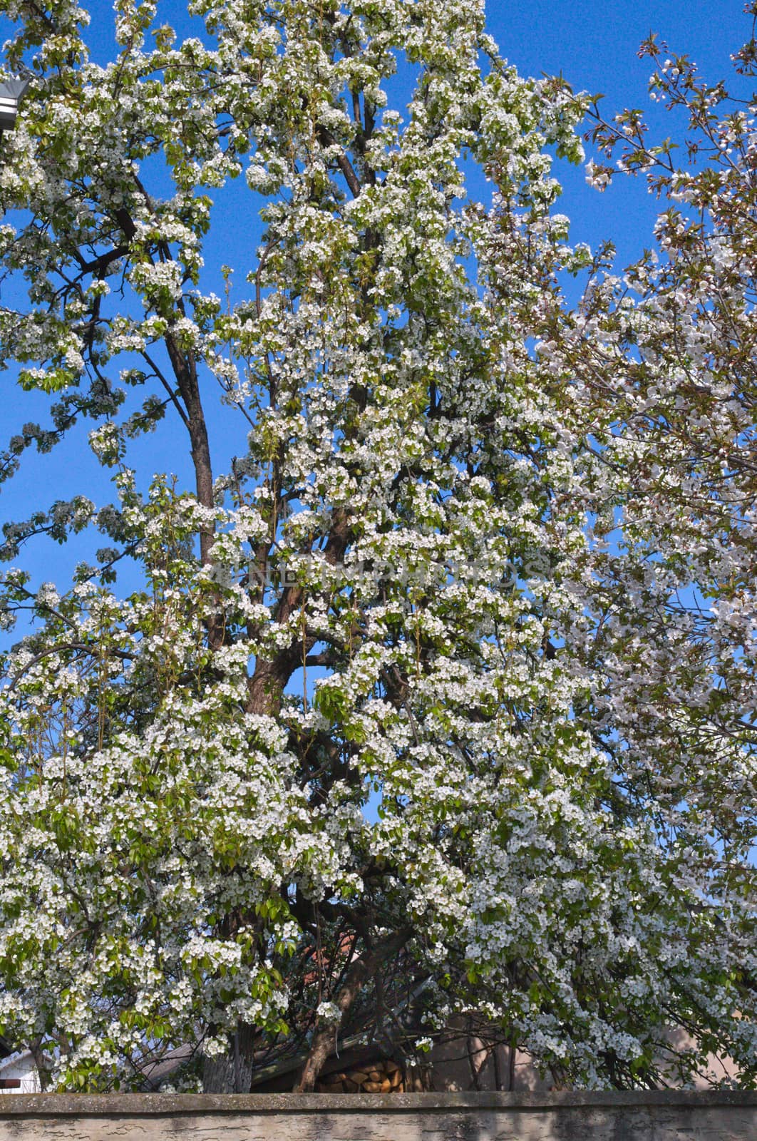 Cherry tree blooming flowers at spring by sheriffkule