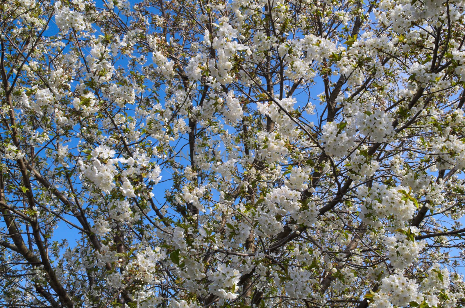 Cherry tree blooming flowers at spring by sheriffkule