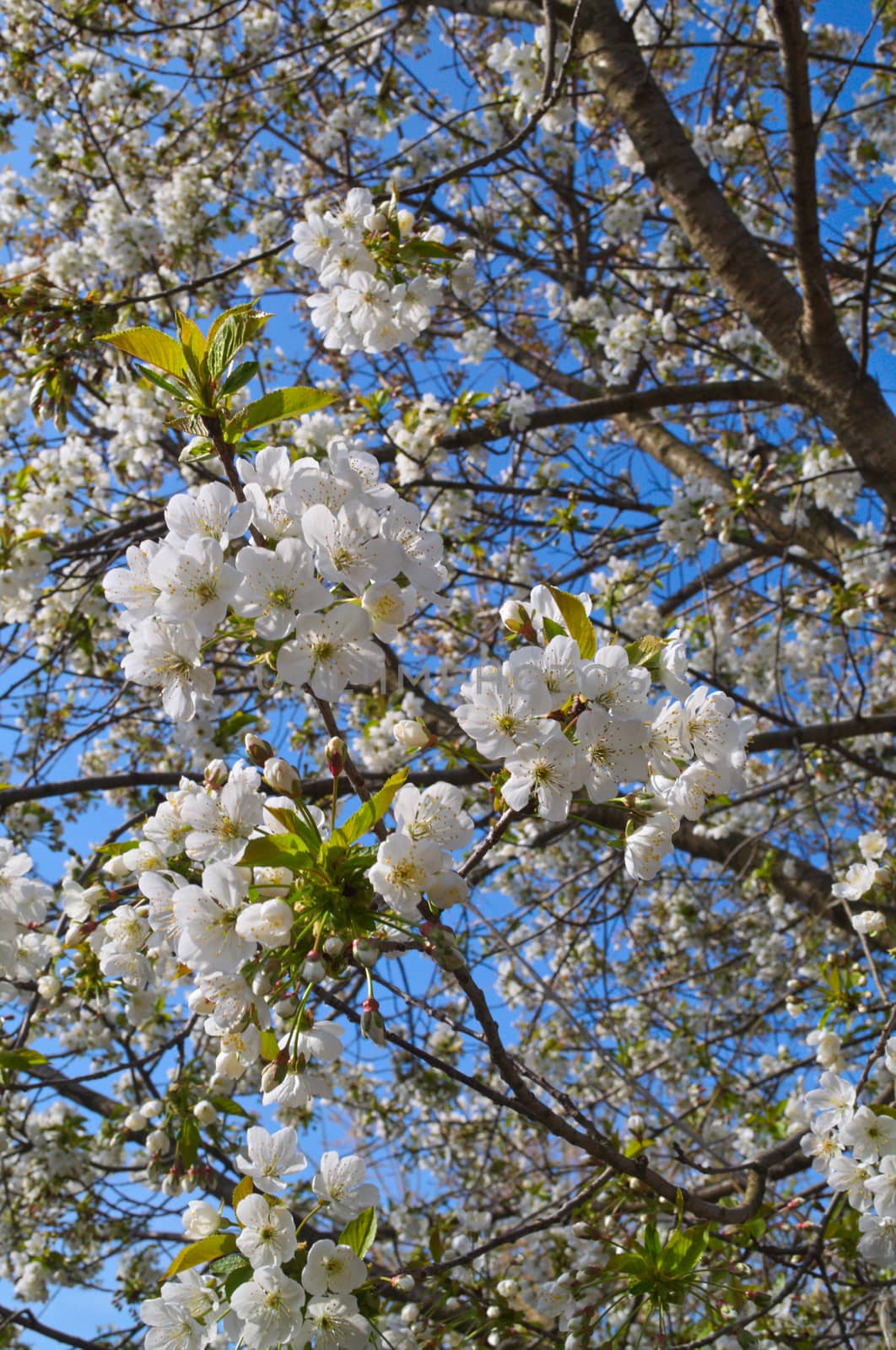 Cherry tree blooming flowers at spring by sheriffkule