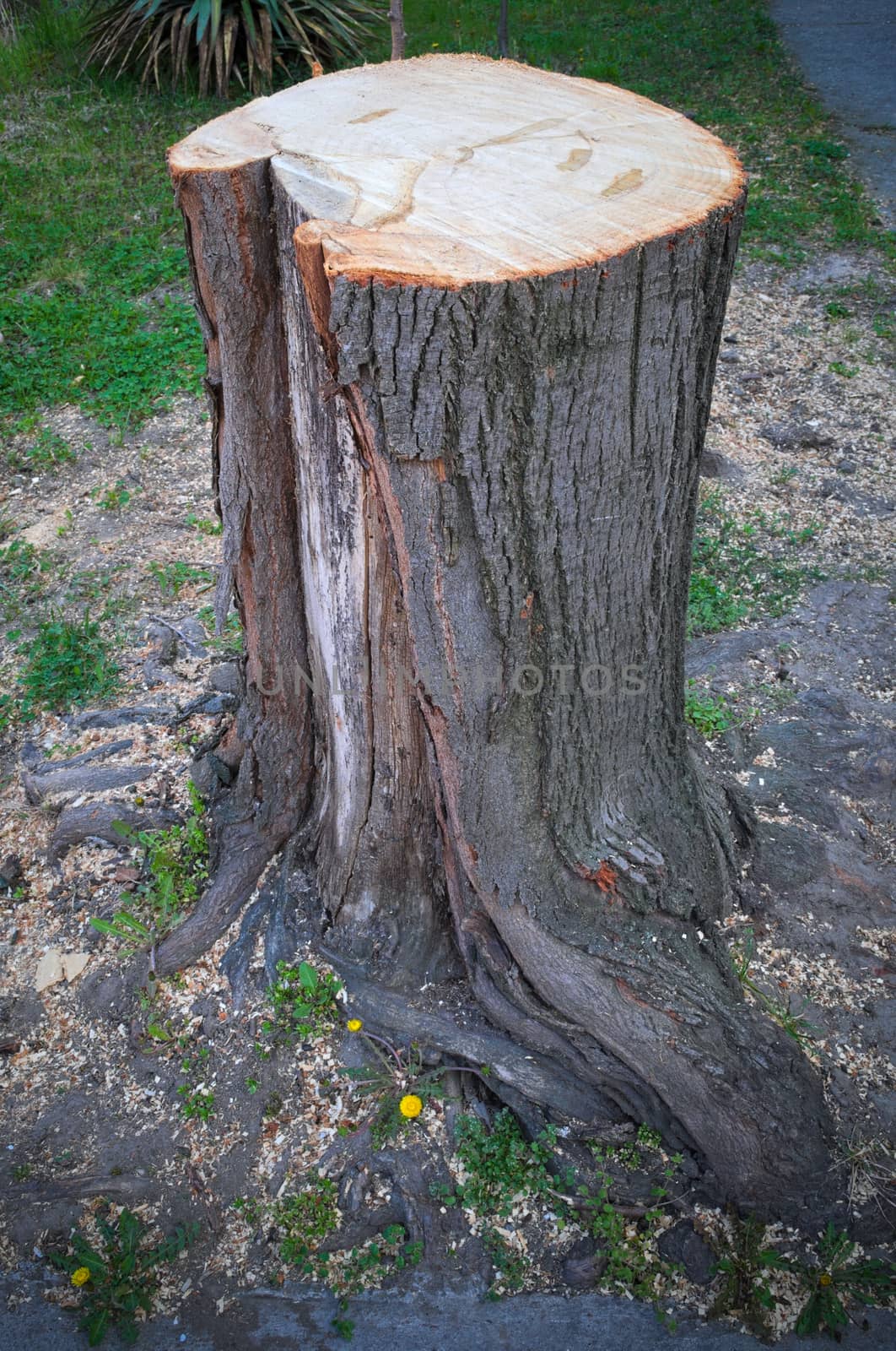 Freshly cuted tree by sheriffkule