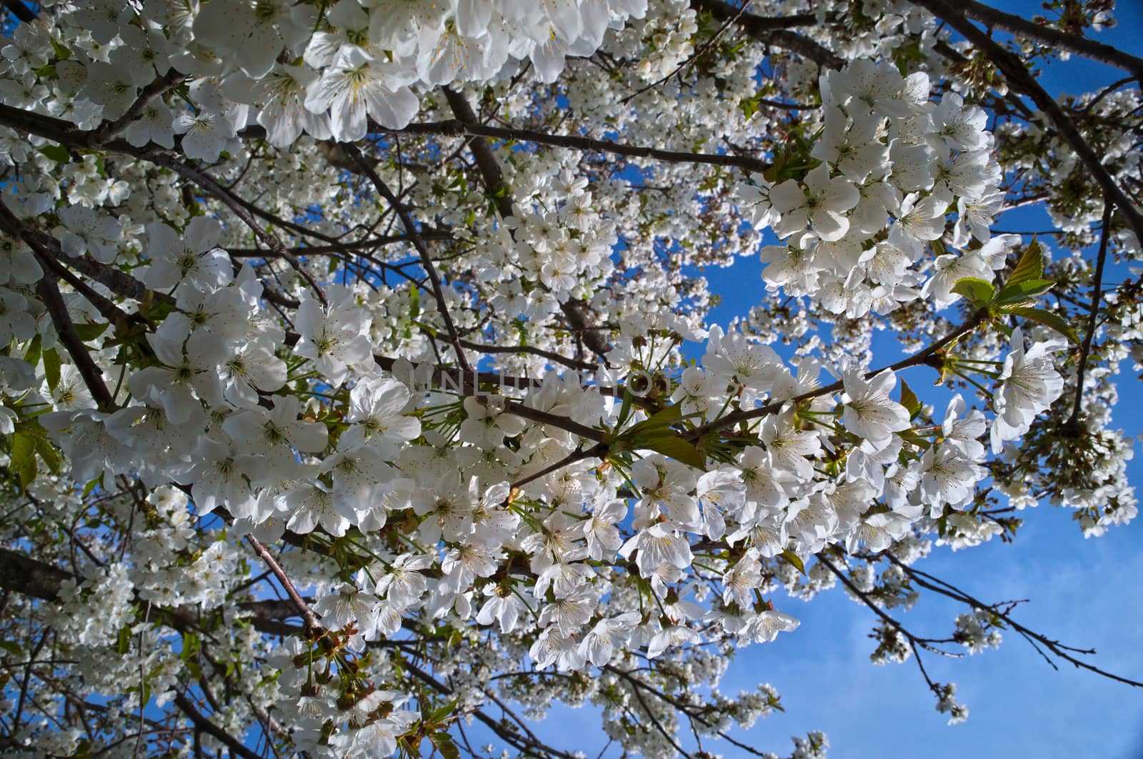 Cherry tree blooming with flowers