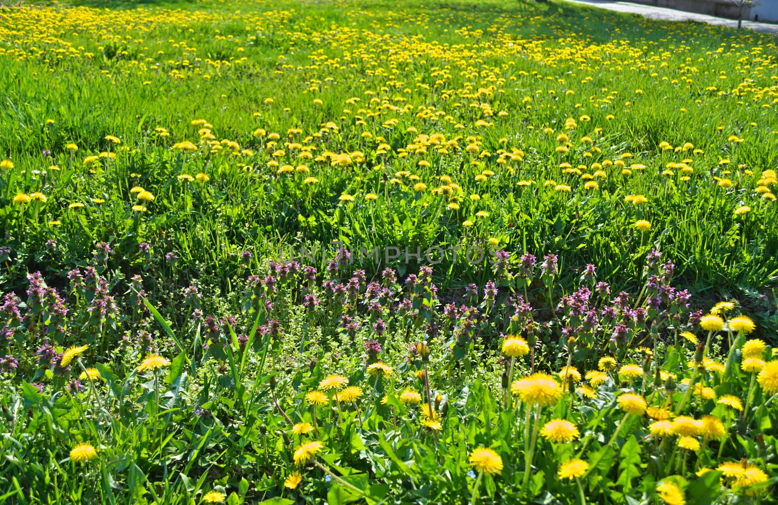 Dandelions blossoming with yellow flowers, at meadow, during spring by sheriffkule