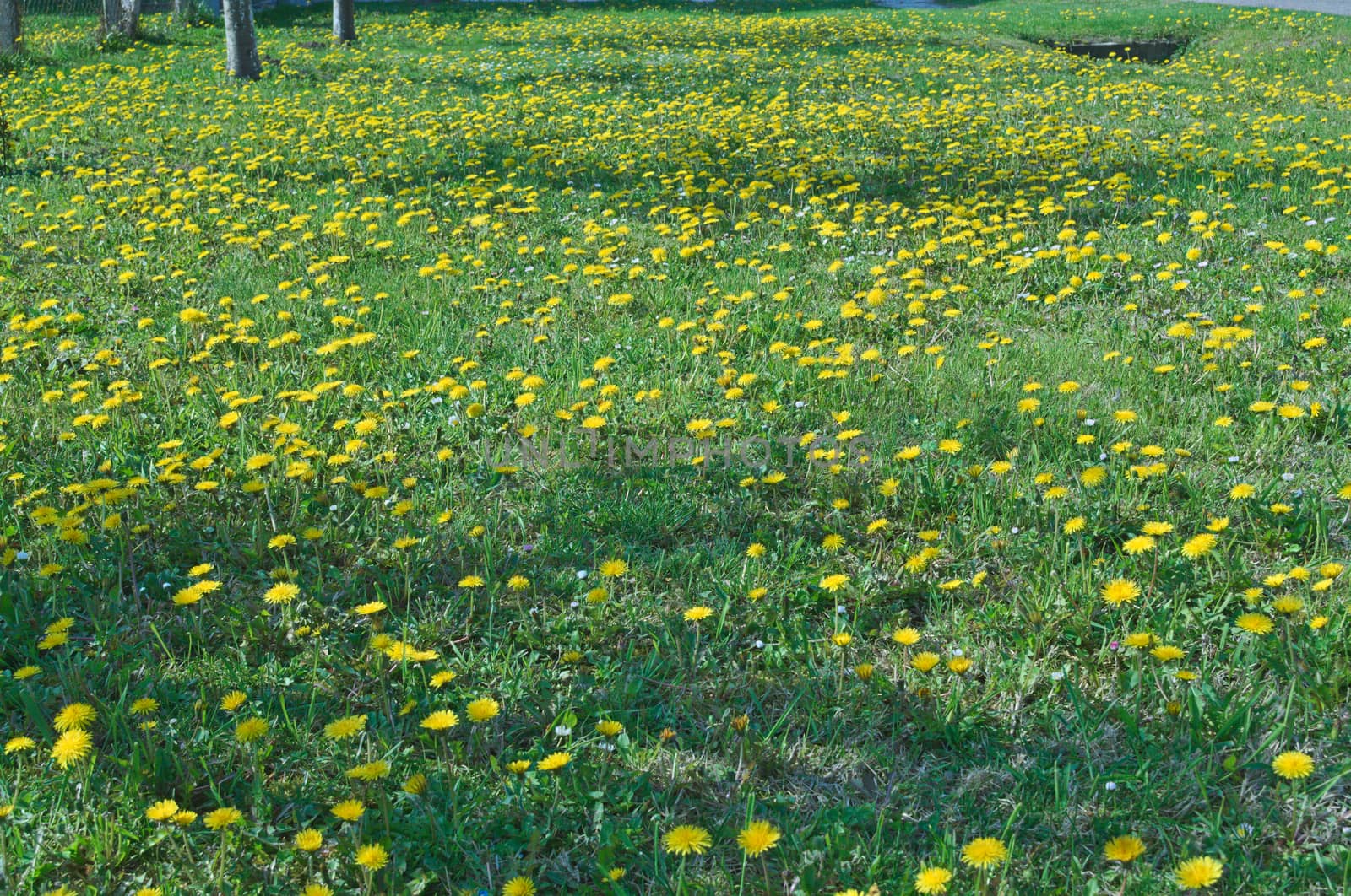 Dandelions blossoming with yellow flowers, at meadow, during spring