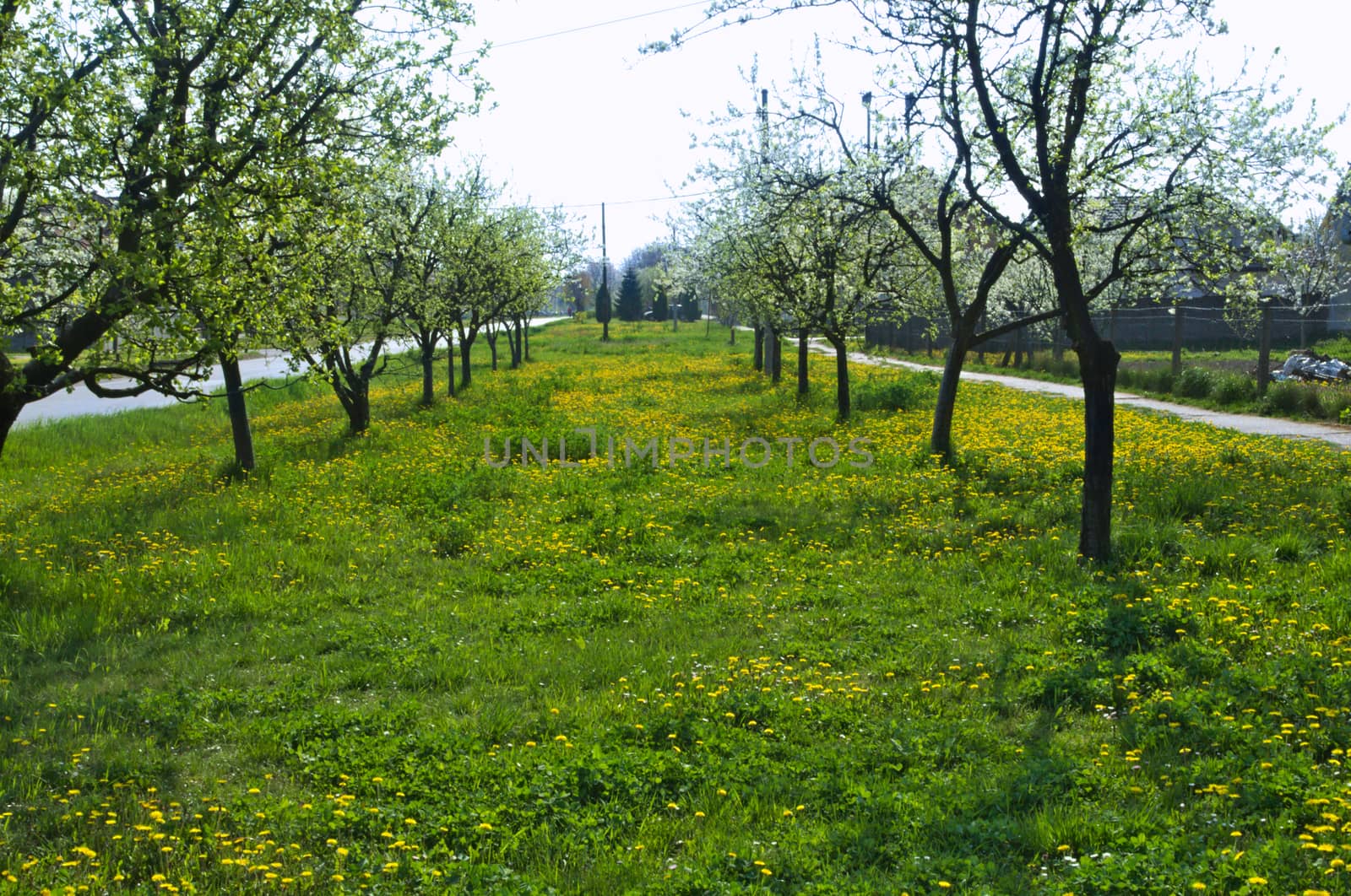 Field with blooming dandelions and trees by sheriffkule