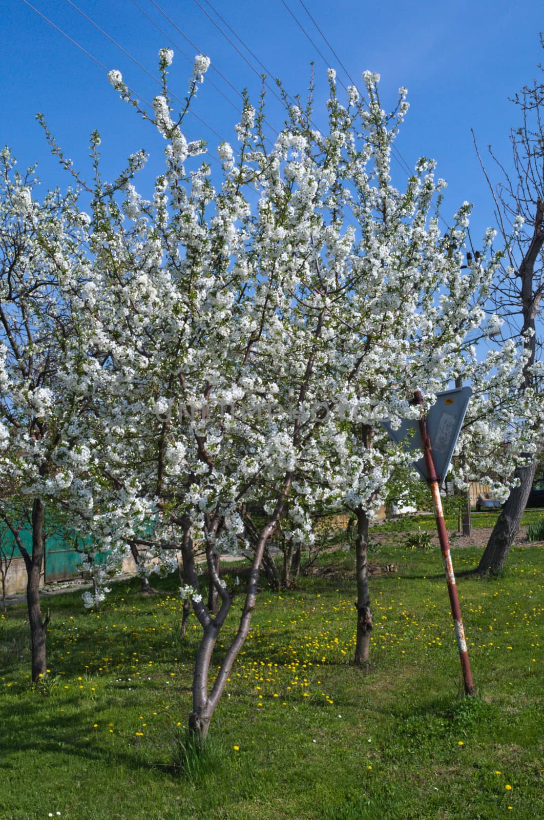 Flowering cherry tree at spring by sheriffkule