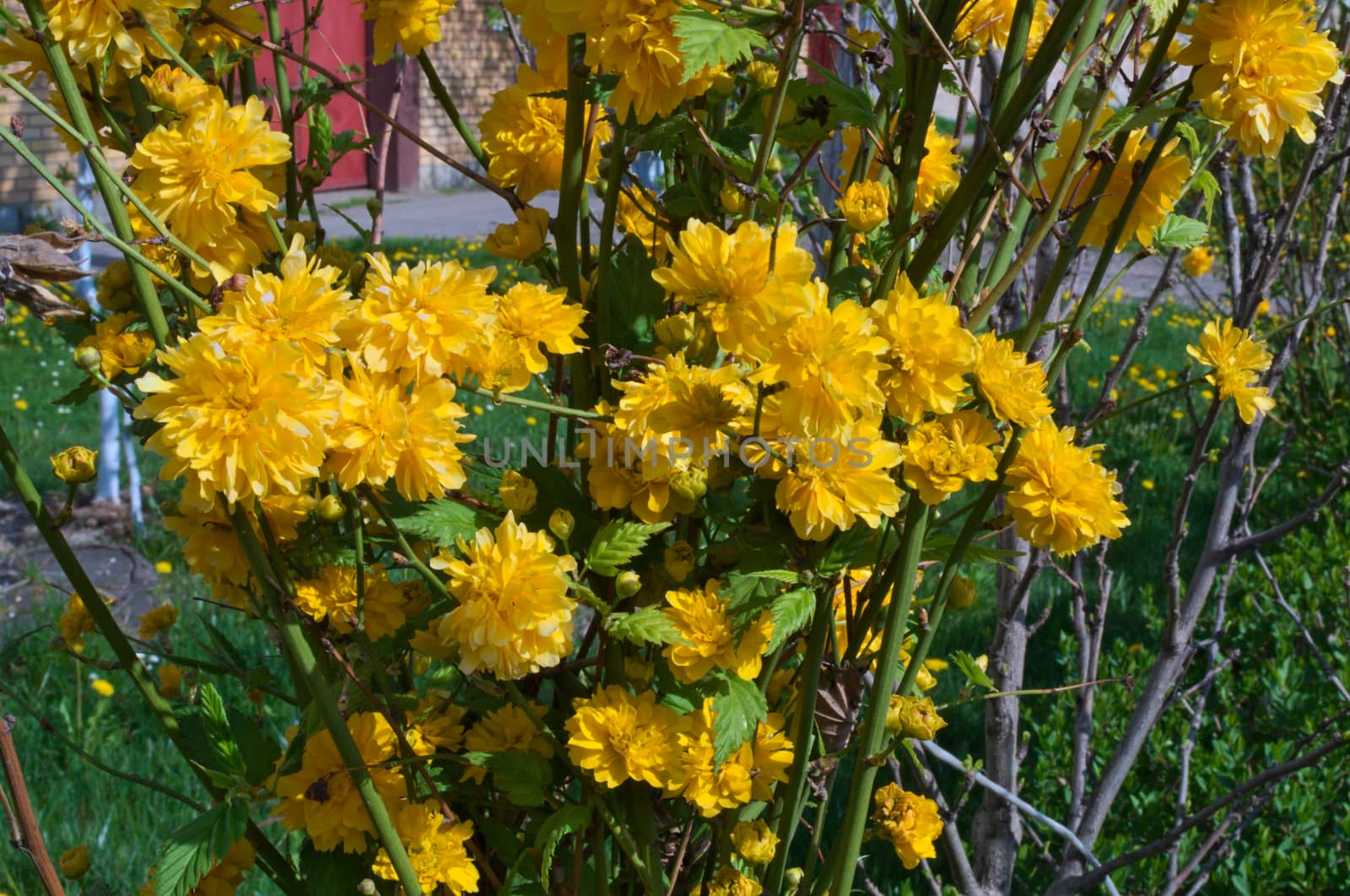 Bush blossoming with yellow flowers at spring time by sheriffkule