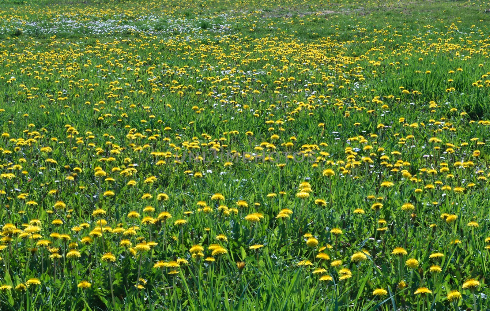 Dandelions blossoming with yellow flowers, at meadow, during spring by sheriffkule