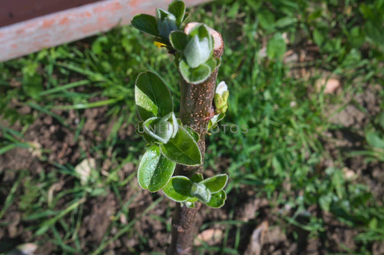 Young quince tree starting vegetation at spring by sheriffkule