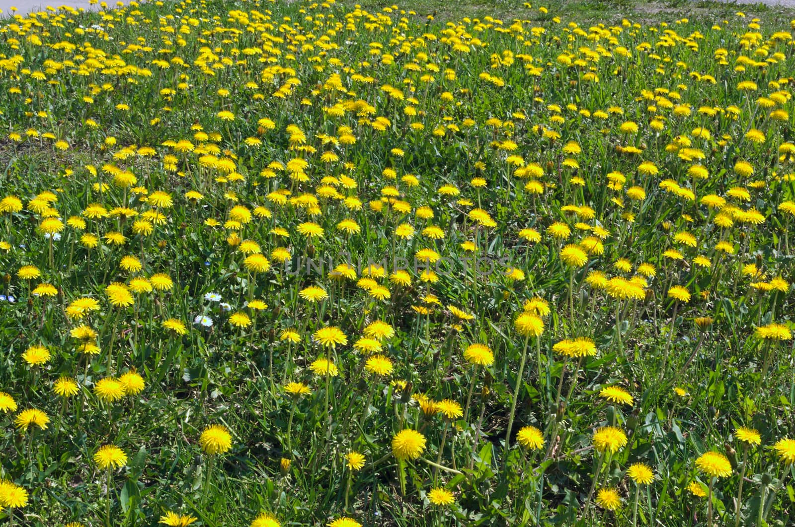 Dandelions blossoming with yellow flowers, at meadow, during spring