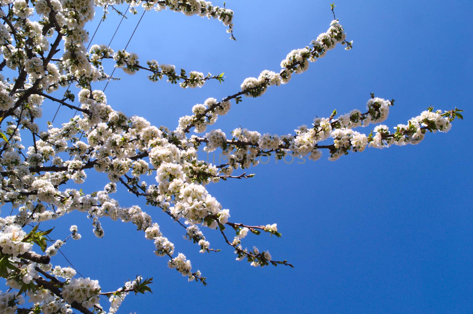 Cherry tree full of blooming white flowers by sheriffkule