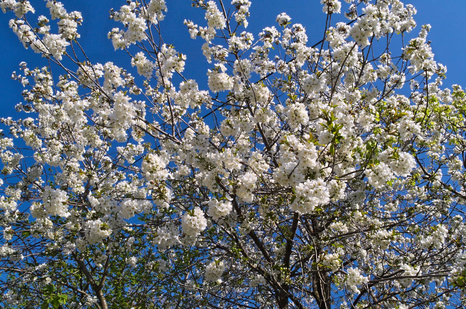 Cherry tree full of blooming white flowers by sheriffkule