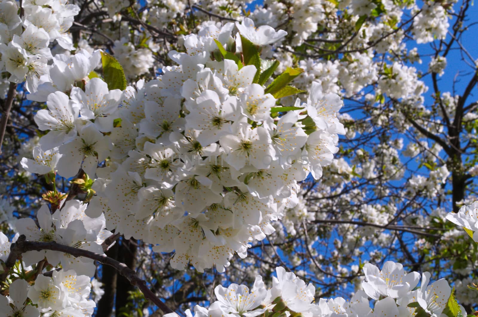 Cherry flowers, closeup