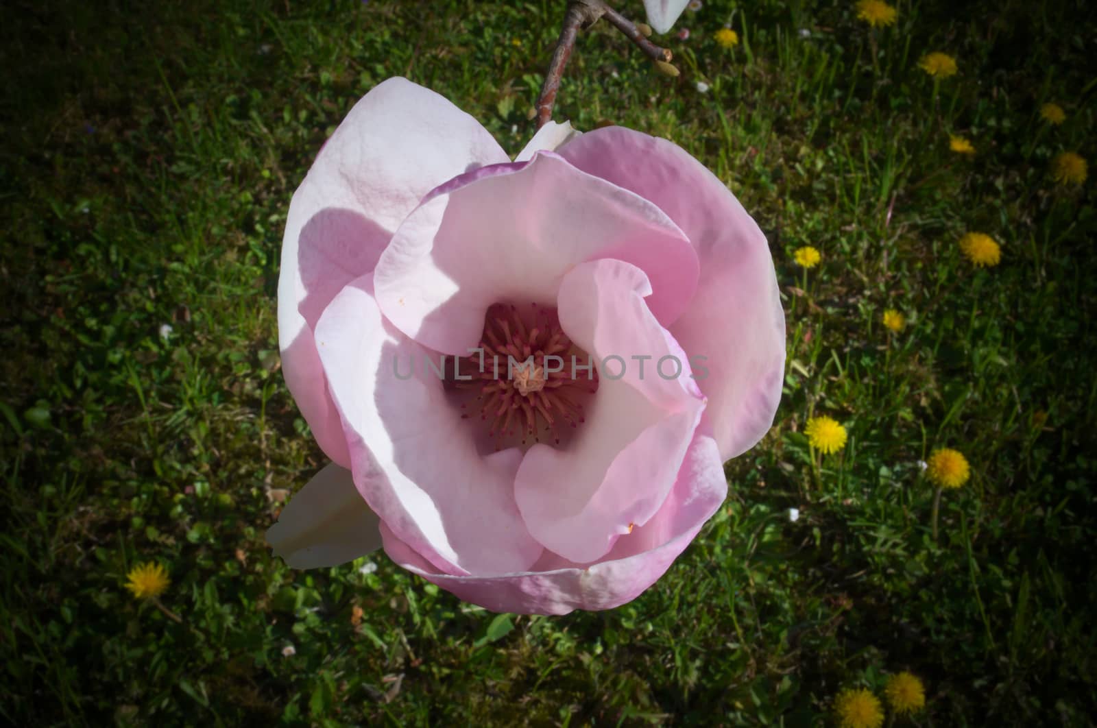 Tulip flower closeup