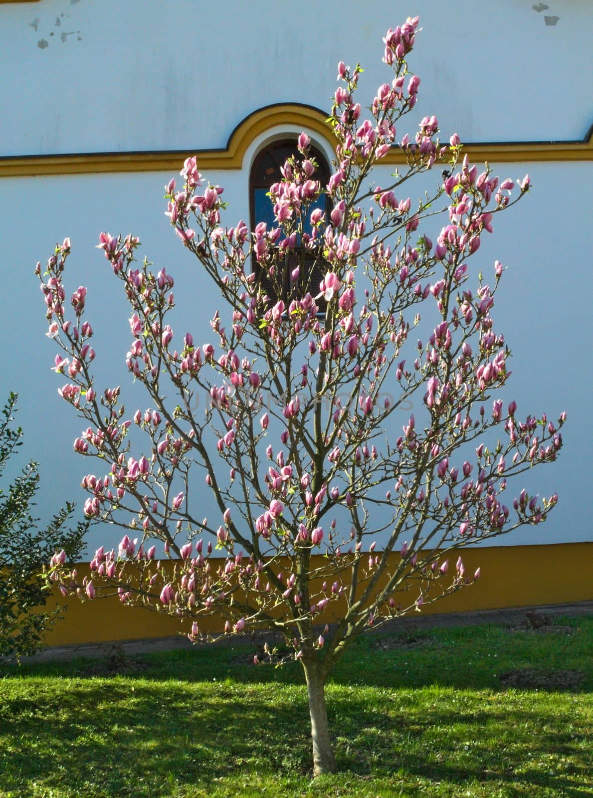 Tree flowering with pink flowers